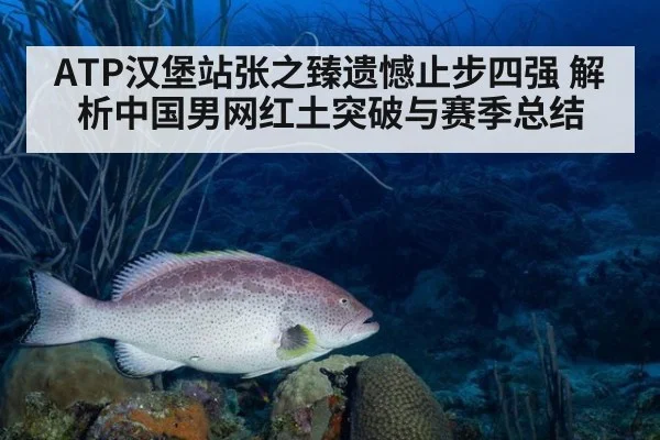 ATP汉堡站张之臻遗憾止步四强 解析中国男网红土突破与赛季总结